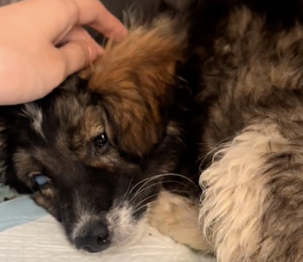 狗狗一直嚎叫不能动弹，送医治疗却没改善