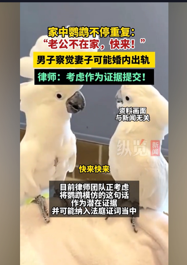 鹦鹉喊老公不在家 男子察觉妻子出轨 含情欲说宫中事，鹦鹉前头不敢言——甄嬛母