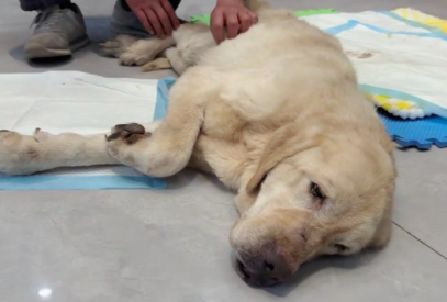 繁殖犬金毛没了价值,就被送上了狗肉车,眼神里没有一丝的光了! 繁殖犬金毛没了价值,就被送上了狗肉车,眼神里没有一丝的光了!
