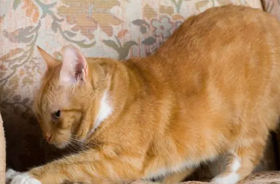 主人发现猫咪摆出奇怪姿势，走近一看忍不住笑喷