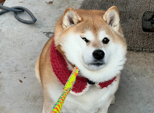 公园散步后，倔强柴犬耍赖不肯回家，铲屎官苦不堪言！