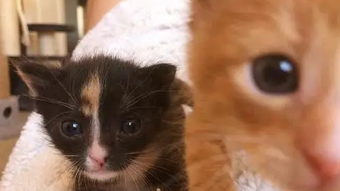 2只小奶猫，刚出生就被抛弃，相依为命直到遇到新主人！