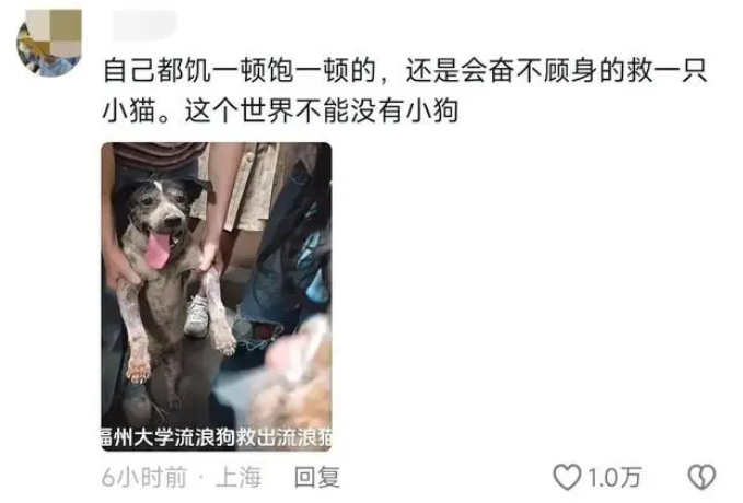 福州大学流浪狗回回