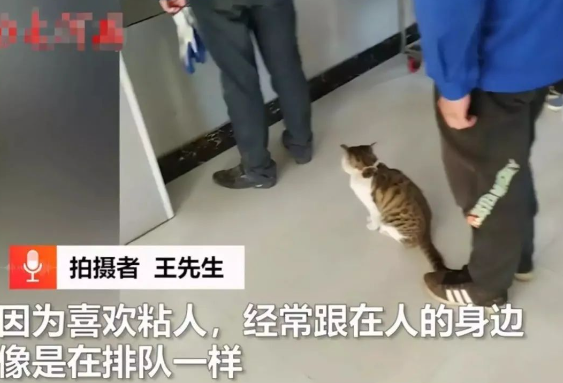 成精了！内蒙古一狸花猫在食堂随人“排队打饭”，标准姿势逗人乐