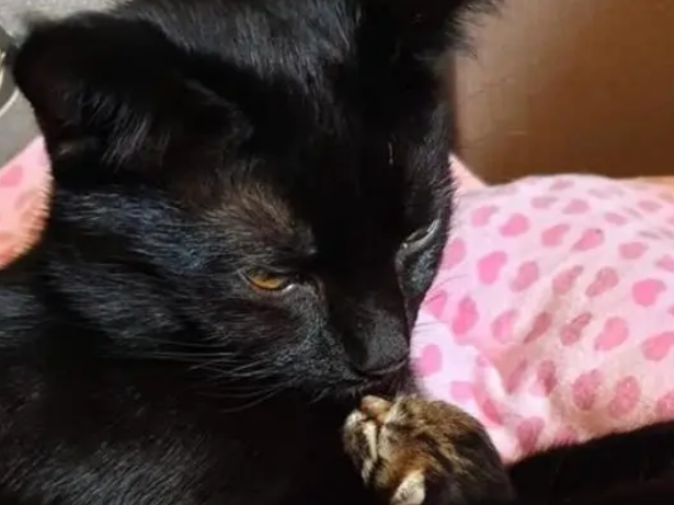 黑猫生的第一窝小猫没活，自己去外面找了一只小猫，把它当孩子养