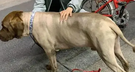 以为女孩牵只猪出来散步，路人追上去看了一眼，发现。。。