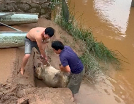 拉布拉多偷偷下江游泳上不来了，请了两个人才将它抬上岸！