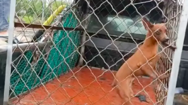 想把流浪狗送收容所，却是打狗队来接它！女生察觉不对立马要回狗