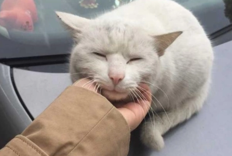 流浪小猫受伤被救助，猫妈妈小心翼翼来探望