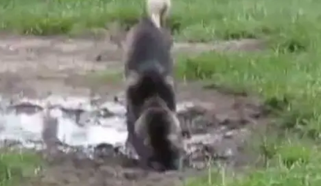 听说这只哈士奇 已经被附近宠物店拉进黑名单了