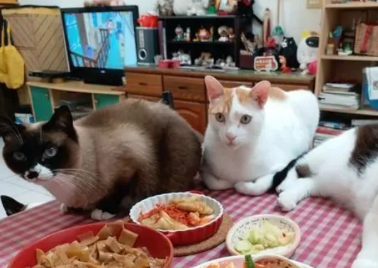 几只猫围观主人吃饭，尾巴还放菜里