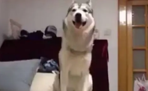 女主人假装打男主人，结果家里的哈士奇反应亮了