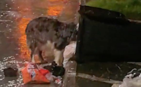 下雨天边牧在翻垃圾桶，以为是流浪狗，结果虚惊一场