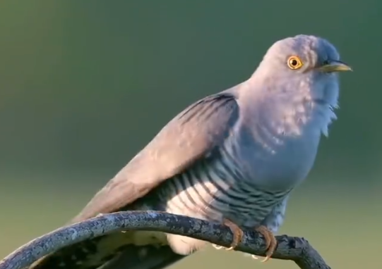 原来布谷鸟长这样