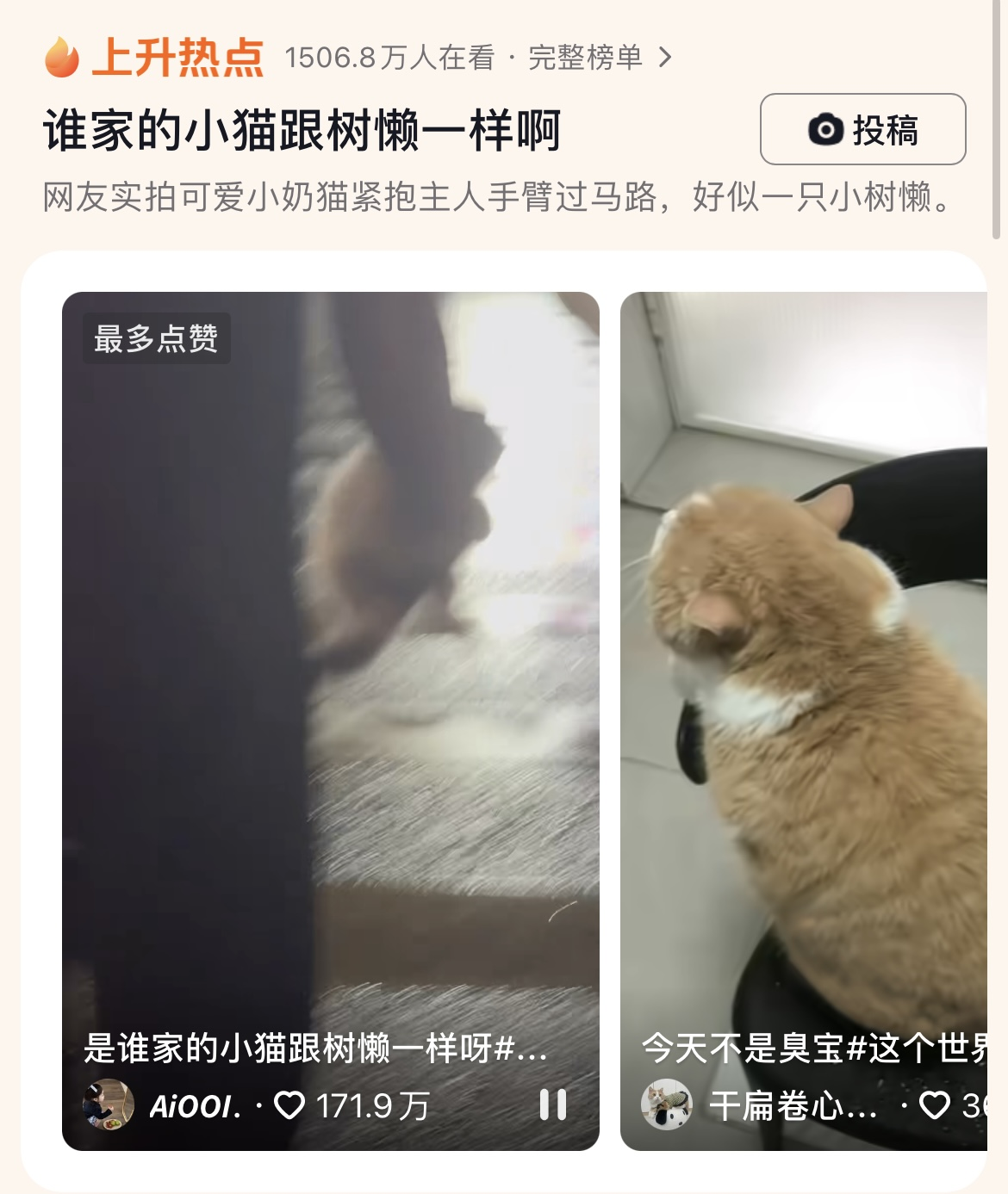 谁家的小猫跟树懒一样，可爱到爆！