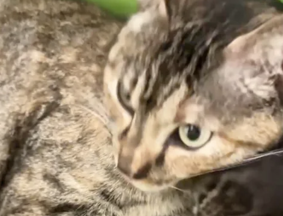 网友投喂流浪猫一周，喜获七个葫芦娃~