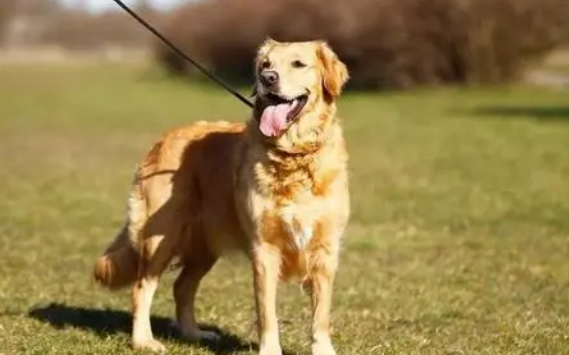 遛狗不牵绳撞伤行人 “铲屎官”赔偿5000元