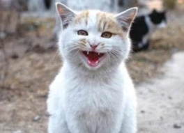 流浪小猫受伤被救助，猫妈妈小心翼翼来探望