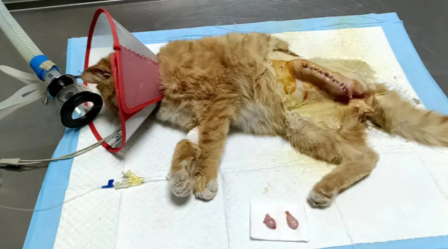 路上听到猫咪凄惨叫声，靠近一看左后腿竟断掉，还露出坏死骨头...