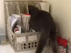 猫咪一犯错就躲起来，假装自己是一本书：谁也看不见我