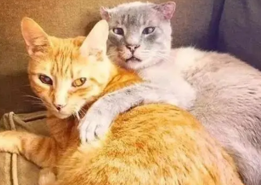 捡的流浪猫身患重病，主人坚持救治，猫咪成了无耳猫