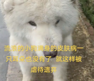 少了一只耳朵的萨摩耶,全身是皮肤病疑似被遗弃 少了一只耳朵的萨摩耶,全身是皮肤病疑似被遗弃