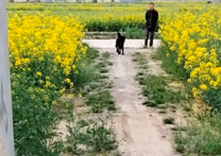 大叔带狗妈来看望被领养的小狗