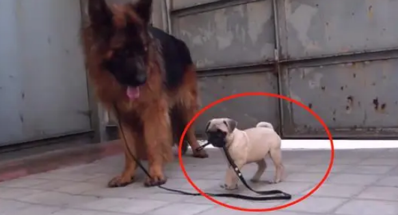 主人领养了个“小不点”，德牧却郁闷了