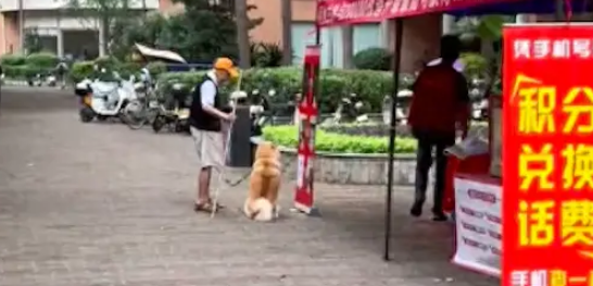 下雨了爷爷要带狗狗回家，它倔强得坐在原地不愿走：我还要玩