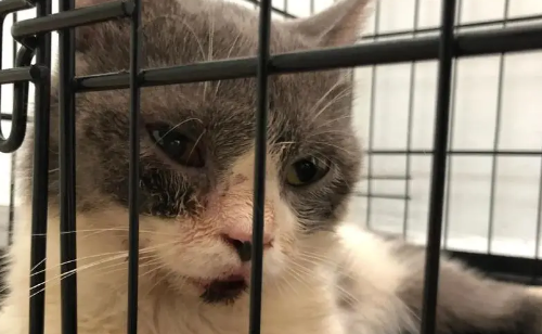 男子被流浪猫绊倒，投喂者赔24万