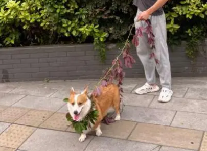 遛狗不牵绳撞伤行人 “铲屎官”赔偿5000元