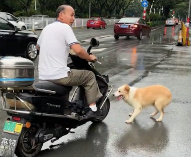 疑似走丢的狗狗跑到马路上,阻拦电动车走还去咬轮胎 疑似走丢的狗狗跑到马路上,阻拦电动车走还去咬轮胎