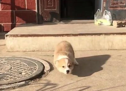 柯基一头摔倒在地上，主人心疼坏了，论腿长的重要性