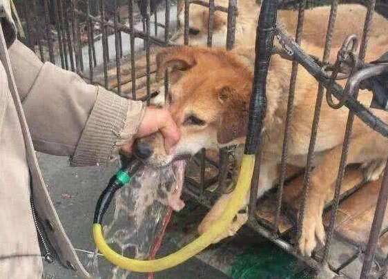 哈士奇在被送进屠宰场的狗肉车上被救，劫后重生对恩人感激涕零