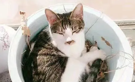 女孩怀孕了不顾家人反对，坚决不送走猫