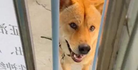 主人在医院打点滴，狗狗从家来看望！赶都赶不走，非要趴在他身边