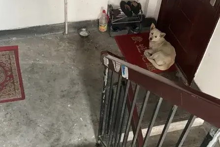 流浪狗门口睡午觉，赌狗狗会不会咬人