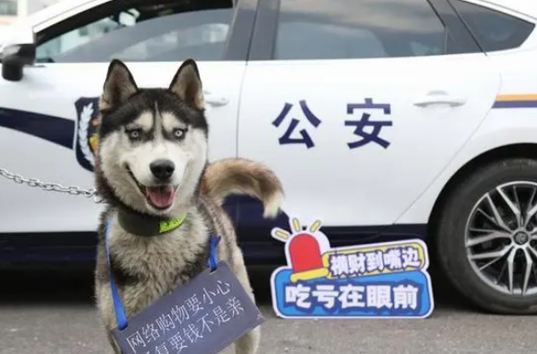 派出所不养“闲汪”，迷路哈士奇成“反诈工作犬”