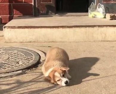 柯基一头摔倒在地上，主人心疼坏了，论腿长的重要性