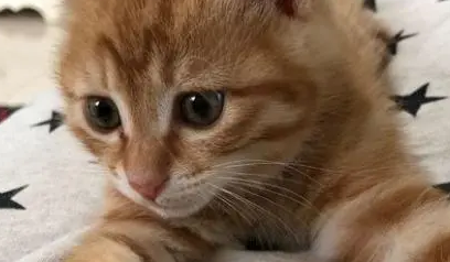 偷偷在宿舍里养猫，看到舍友把猫当衣架使用，网友笑出泪