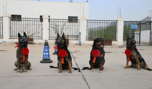 再见！兰州安宁公安送别退役警犬