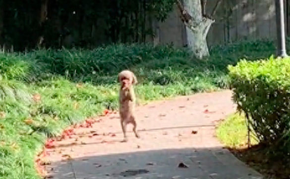 一只用两只脚直立行走的泰迪，疑似被遗弃在公园