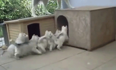 哈士奇妈妈被小哈士奇缠到崩溃，最后反应绝了