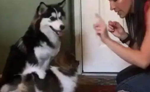 主人教哈士奇和博美动作口令，结果反应绝了