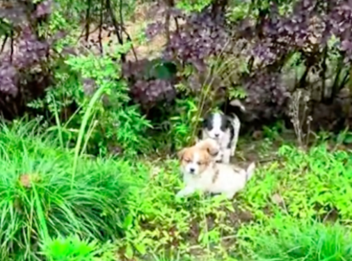 在草丛中发现了几只小狗，却没见到狗妈回来过