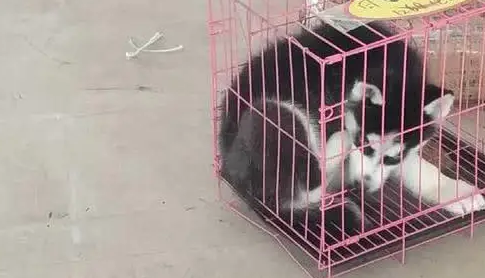 花两千元网购“纯种”哈士奇,结果一看到狗就嚷嚷要退货? 花两千元网购“纯种”哈士奇,结果一看到狗就嚷嚷要退货?
