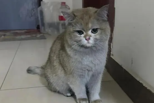 四川最牛批的猫咪，它把家炸了，成功把自己的身价提升到10万！