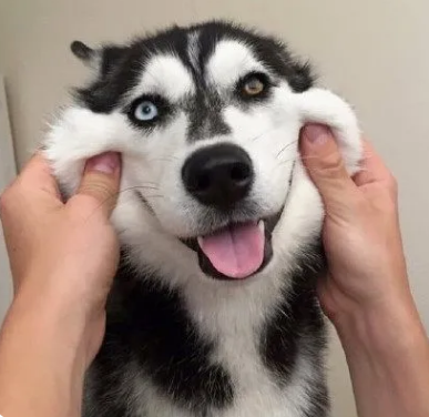 哈士奇不愧是二哈，连生气的方式都那么与众不同