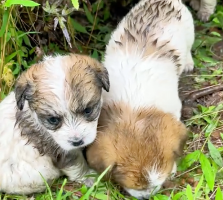 在草丛中发现了几只小狗，却没见到狗妈回来过