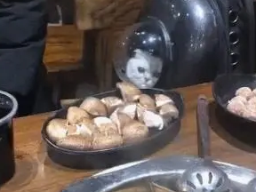 主人吃火锅,猫咪只能在包里看,一脸的委屈:我就只配闻味吗 主人吃火锅,猫咪只能在包里看,一脸的委屈:我就只配闻味吗